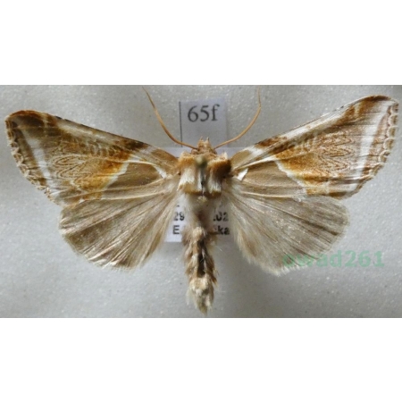 Habrosyne pyritoides (Hufnagel, 1766) Pluszówka agatka Czech65f